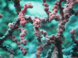 Pygmy sea horse camouflaged in a sea fan. It's only 3mm t... by Thomas Hougaz 